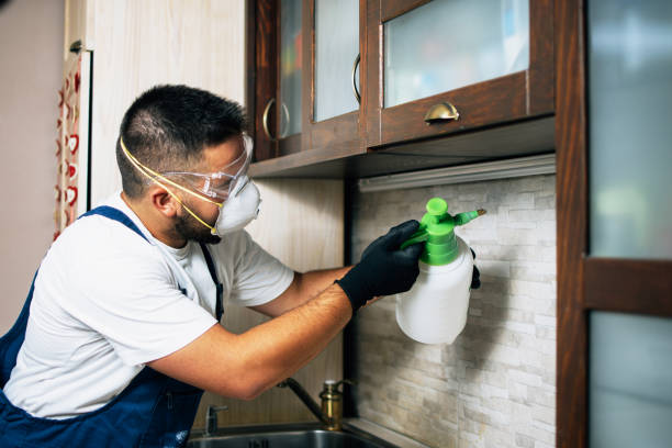 Best Wasp Removal Services  in Bigfork, MT