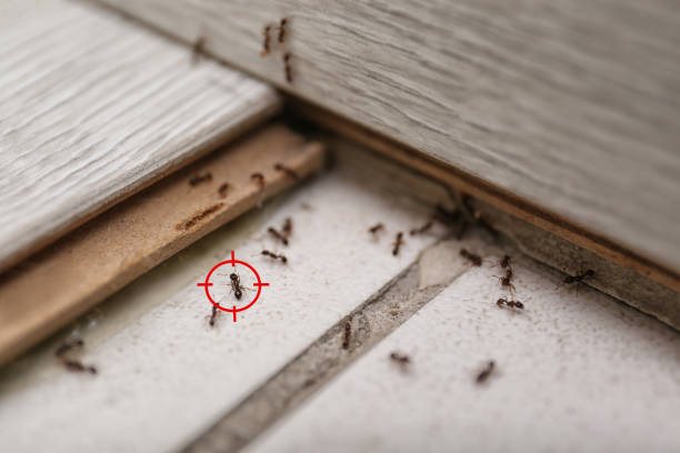 Best Flea Control Services  in Bigfork, MT