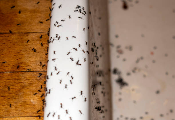 Pest Control for Restaurants in Bigfork, MT